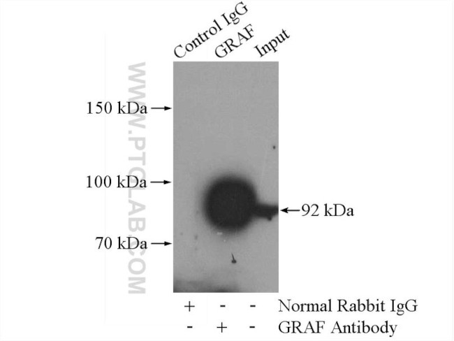 GRAF Antibody in Immunoprecipitation (IP)