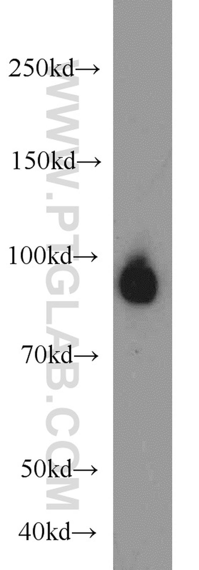 GRAF Antibody in Western Blot (WB)