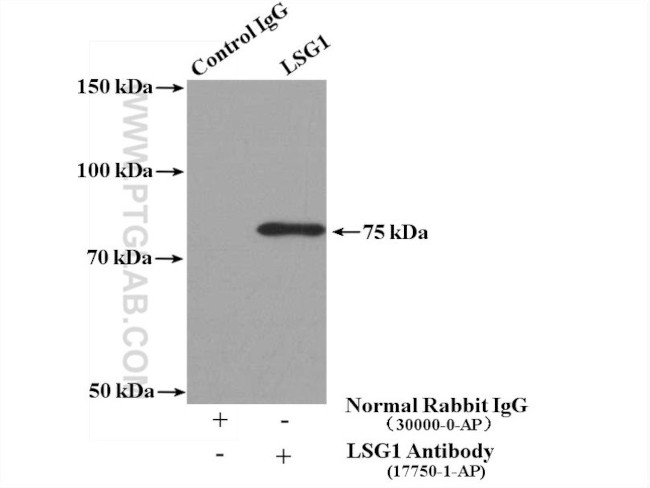 LSG1 Antibody in Immunoprecipitation (IP)