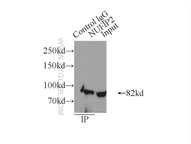 NUFIP2 Antibody in Immunoprecipitation (IP)