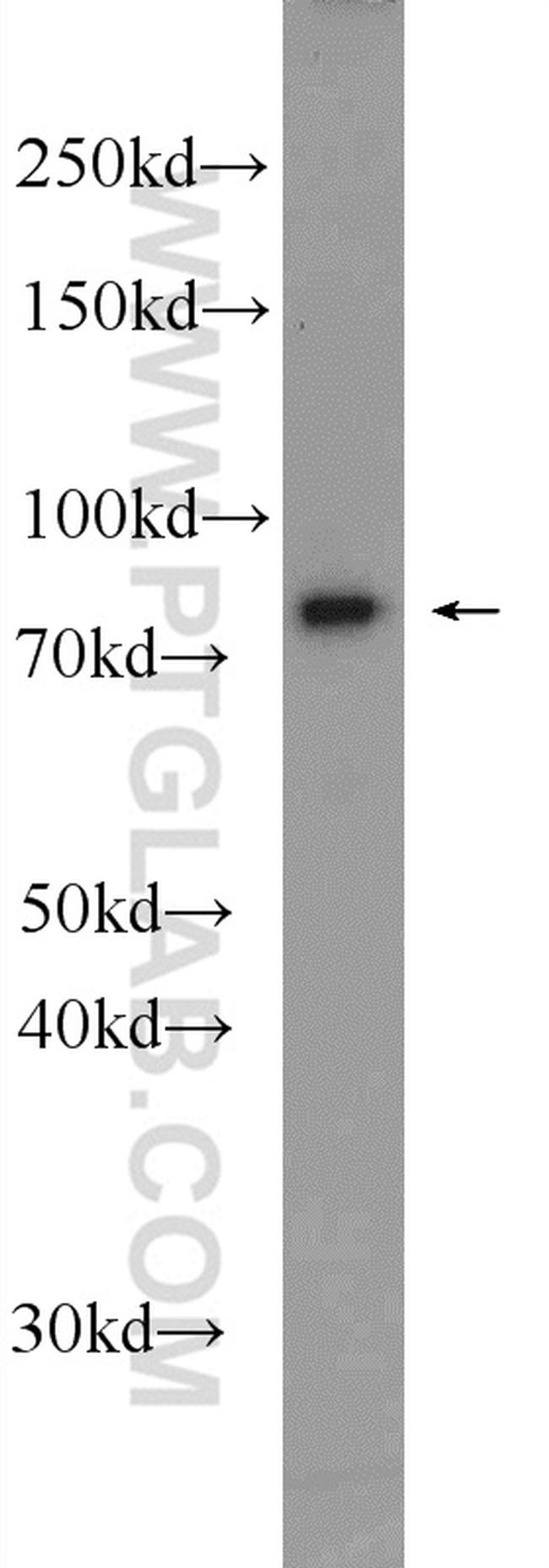 NUFIP2 Antibody in Western Blot (WB)