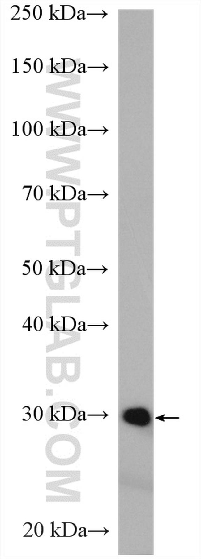 DCK Antibody in Western Blot (WB)