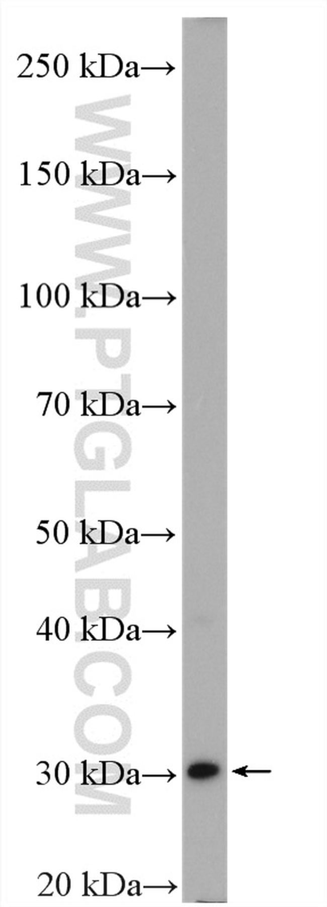 DCK Antibody in Western Blot (WB)