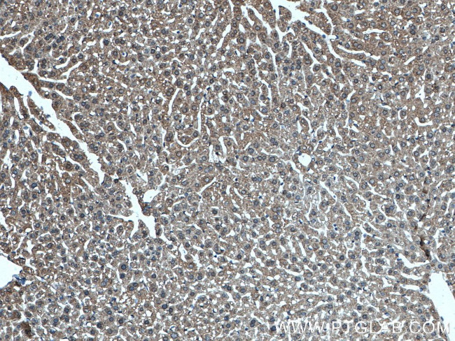 POFUT2 Antibody in Immunohistochemistry (Paraffin) (IHC (P))