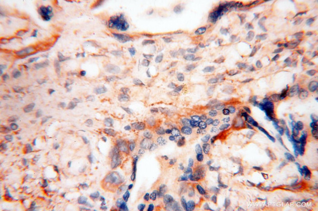 USP38 Antibody in Immunohistochemistry (Paraffin) (IHC (P))