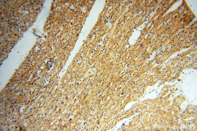 USP38 Antibody in Immunohistochemistry (Paraffin) (IHC (P))