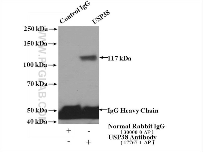 USP38 Antibody in Immunoprecipitation (IP)