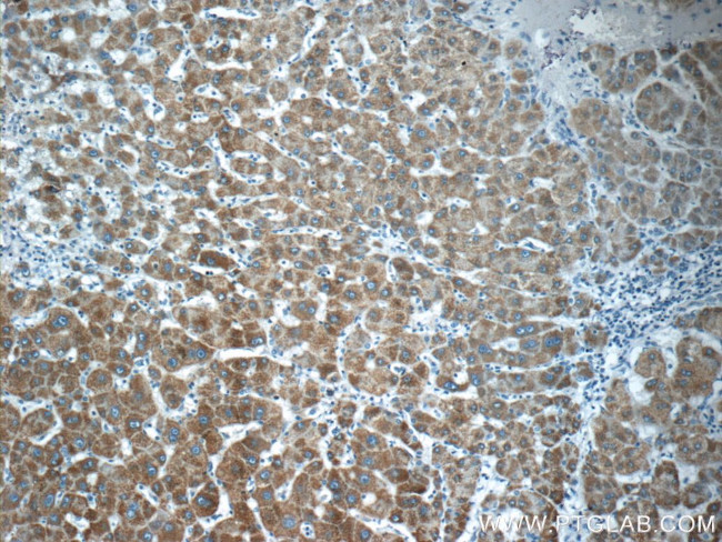 BMP9 Antibody in Immunohistochemistry (Paraffin) (IHC (P))