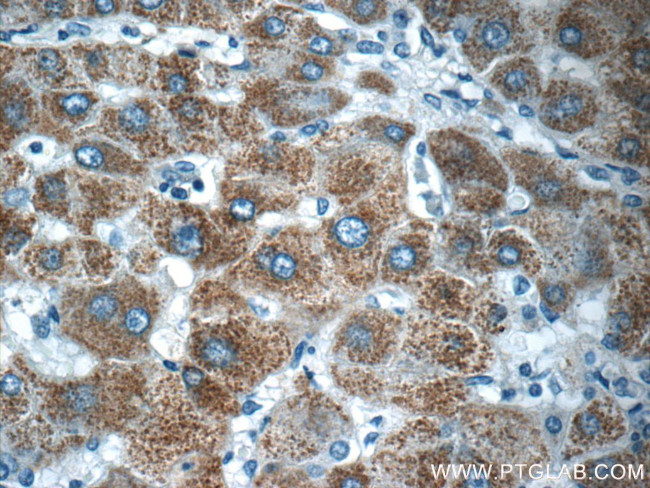 BMP9 Antibody in Immunohistochemistry (Paraffin) (IHC (P))