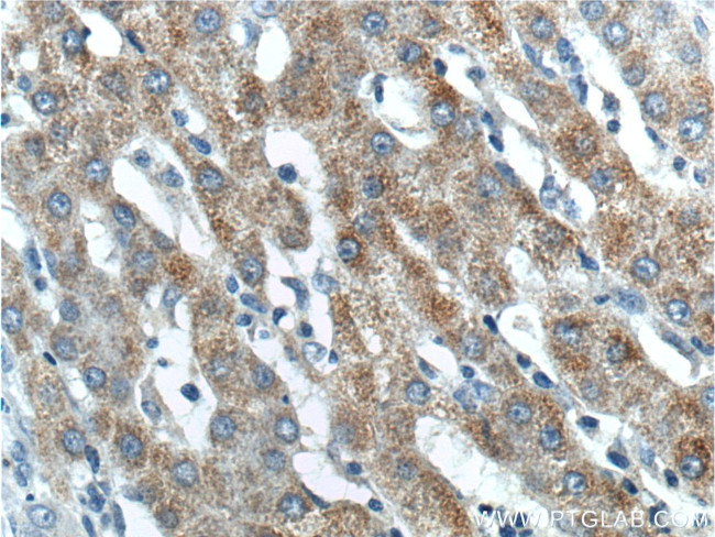 BMP9 Antibody in Immunohistochemistry (Paraffin) (IHC (P))