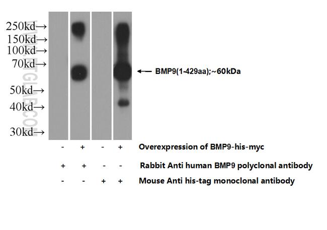 BMP9 Antibody in Western Blot (WB)