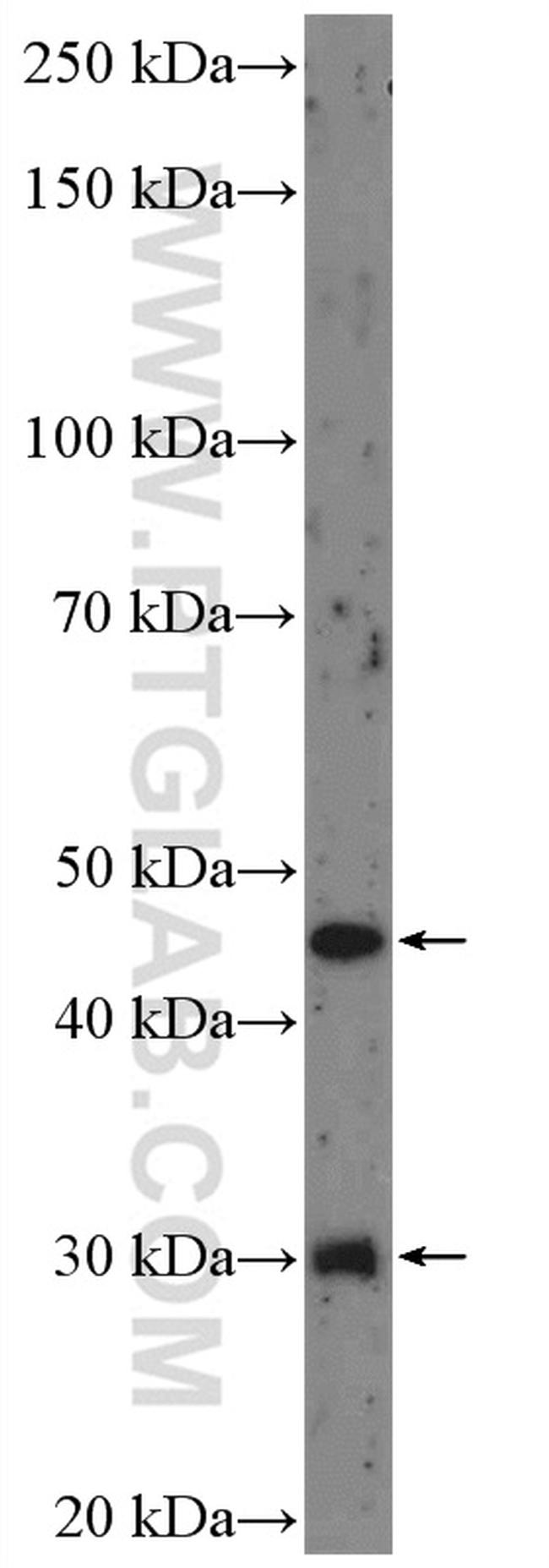 BMP9 Antibody in Western Blot (WB)