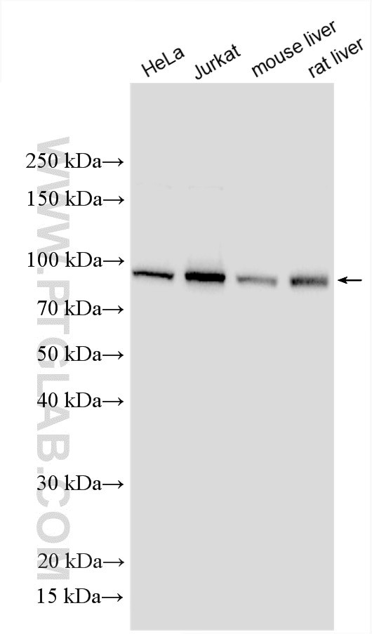 VPS16 Antibody in Western Blot (WB)