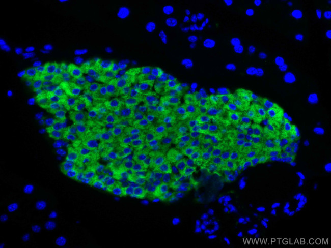 Synaptophysin Antibody in Immunohistochemistry (PFA fixed) (IHC (PFA))