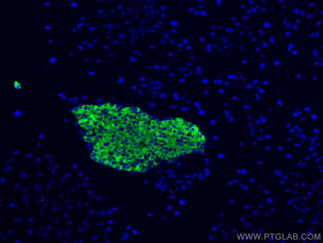 Synaptophysin Antibody in Immunohistochemistry (PFA fixed) (IHC (PFA))