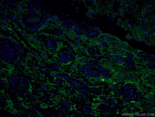 Synaptophysin Antibody in Immunohistochemistry (PFA fixed) (IHC (PFA))