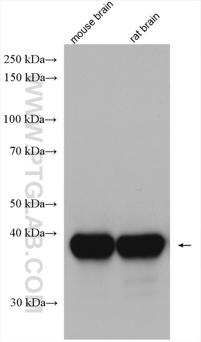 Synaptophysin Antibody in Western Blot (WB)