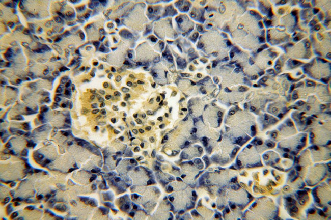 MAPKBP1 Antibody in Immunohistochemistry (Paraffin) (IHC (P))