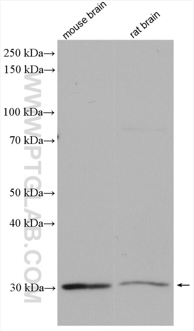 ANT1/2 Antibody in Western Blot (WB)