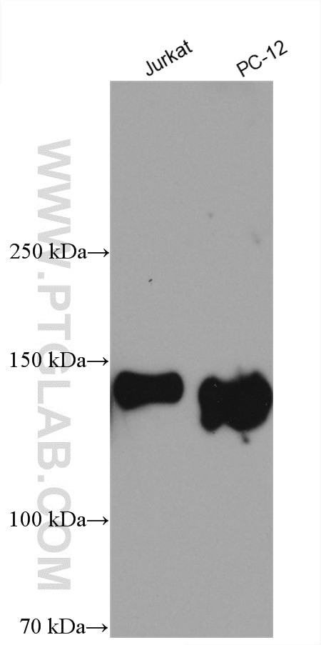 PTK7 Antibody in Western Blot (WB)