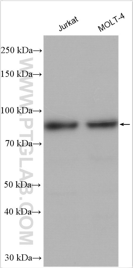 c-Myb Antibody in Western Blot (WB)