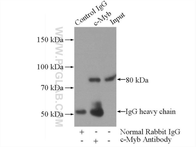 c-Myb Antibody in Immunoprecipitation (IP)