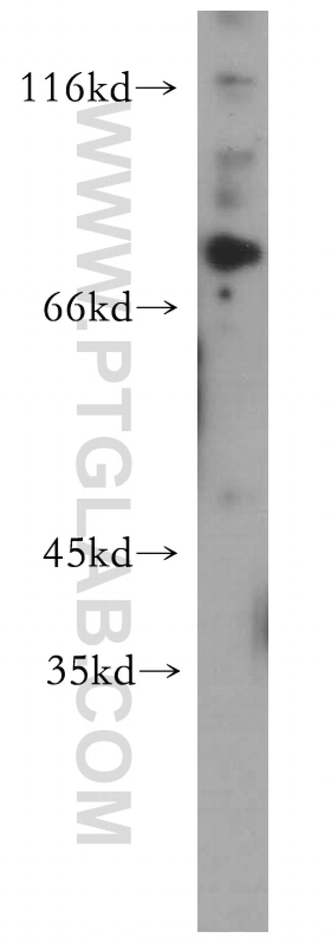 c-Myb Antibody in Western Blot (WB)