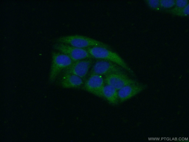 Calumenin Antibody in Immunocytochemistry (ICC/IF)