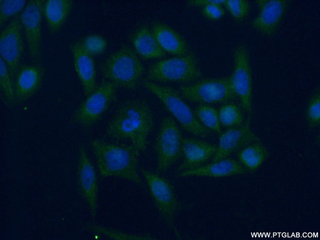 SERP1 Antibody in Immunocytochemistry (ICC/IF)