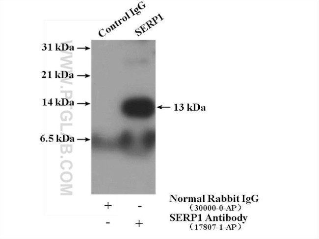 SERP1 Antibody in Immunoprecipitation (IP)