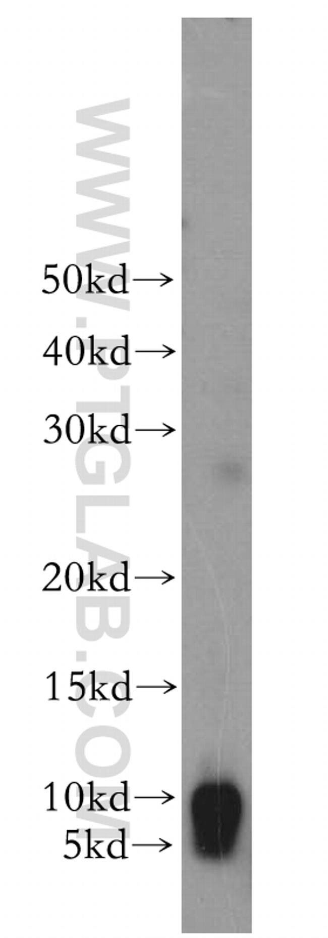 SERP1 Antibody in Western Blot (WB)