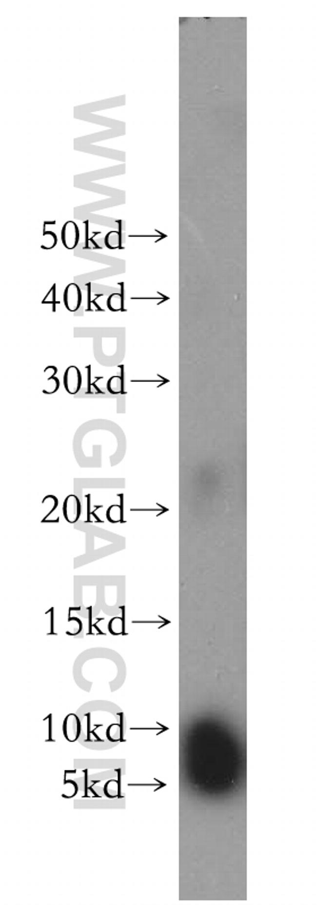 SERP1 Antibody in Western Blot (WB)