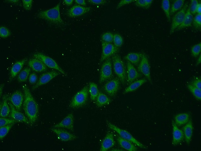 Syntaxin 17 Antibody in Immunocytochemistry (ICC/IF)