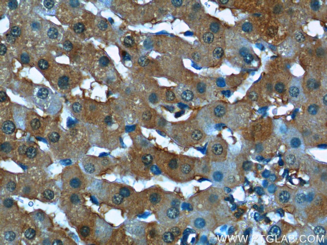 Syntaxin 17 Antibody in Immunohistochemistry (Paraffin) (IHC (P))