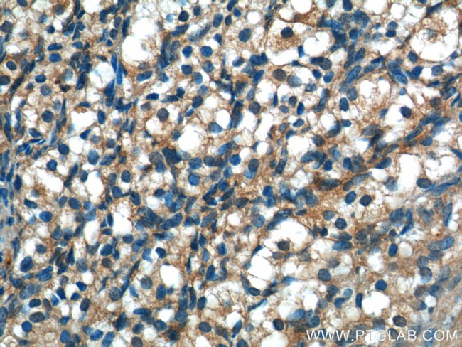 UCHL5IP Antibody in Immunohistochemistry (Paraffin) (IHC (P))