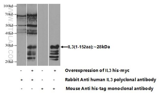 IL3 Antibody in Western Blot (WB)