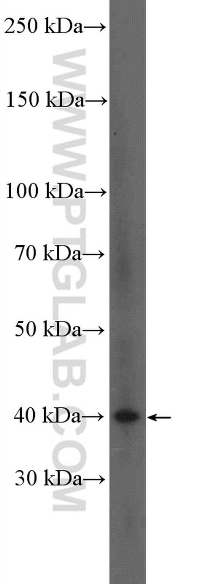 TNFSF8 Antibody in Western Blot (WB)