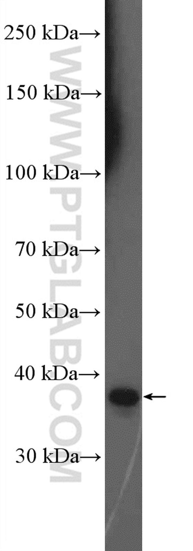 TNFSF8 Antibody in Western Blot (WB)