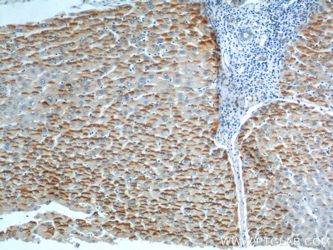 RFTN2 Antibody in Immunohistochemistry (Paraffin) (IHC (P))