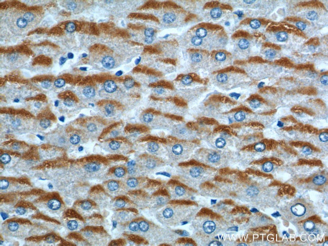 RFTN2 Antibody in Immunohistochemistry (Paraffin) (IHC (P))