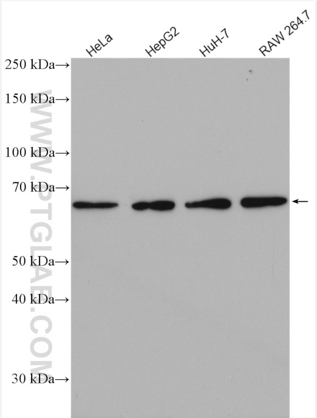 USP21 Antibody in Western Blot (WB)