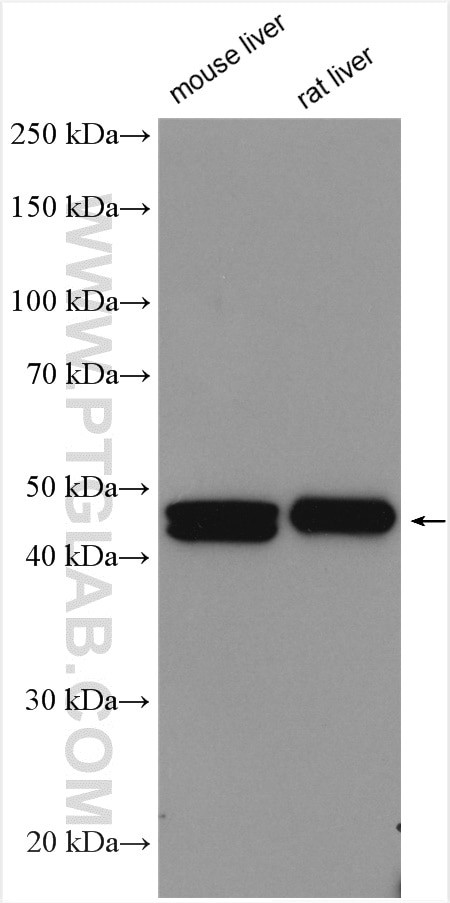 CYP2D6 Antibody in Western Blot (WB)