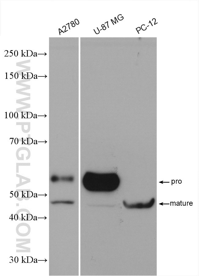 MMP3 Antibody in Western Blot (WB)