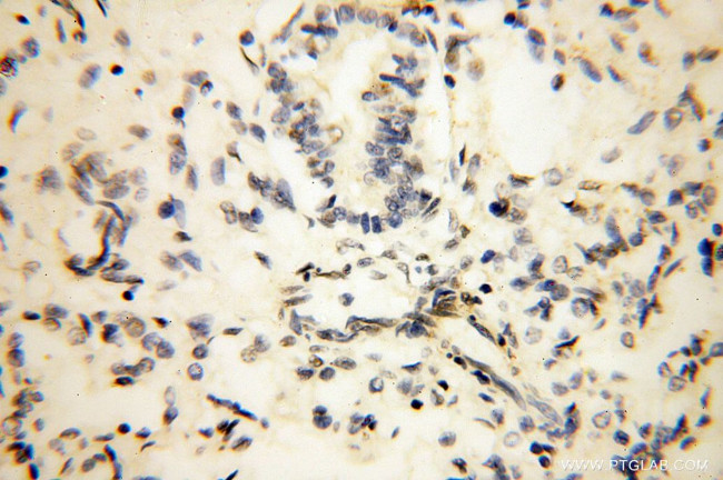 THOC7 Antibody in Immunohistochemistry (Paraffin) (IHC (P))