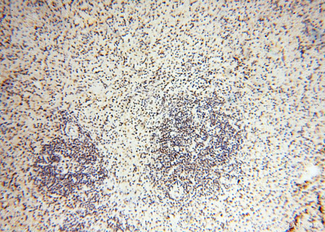 THOC7 Antibody in Immunohistochemistry (Paraffin) (IHC (P))