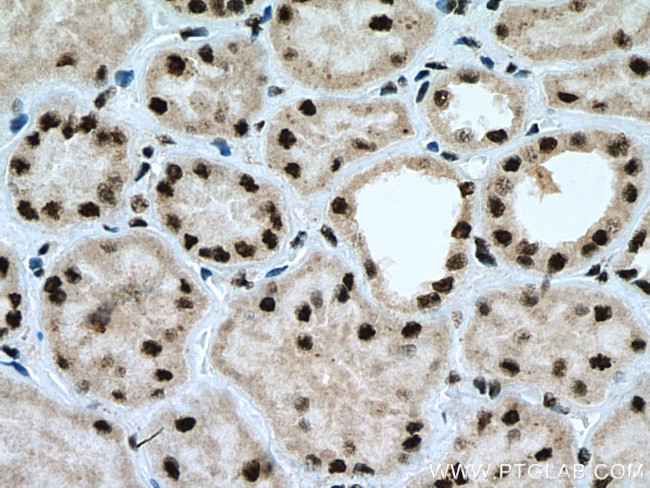 THOC7 Antibody in Immunohistochemistry (Paraffin) (IHC (P))