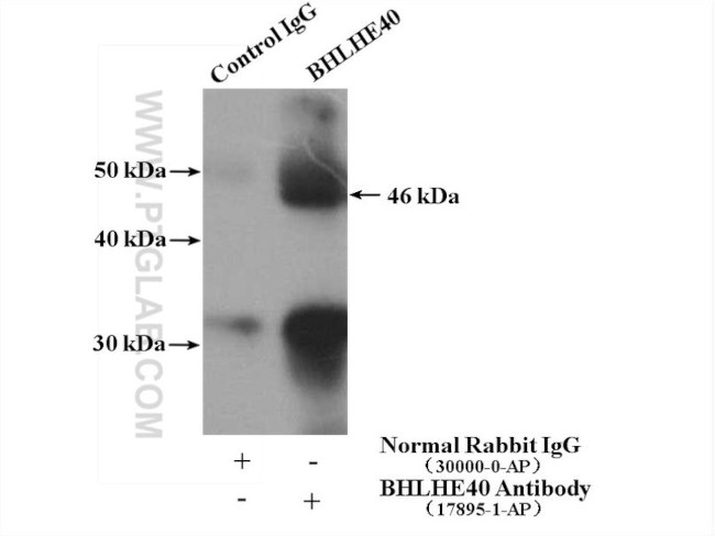 BHLHE40 Antibody in Immunoprecipitation (IP)