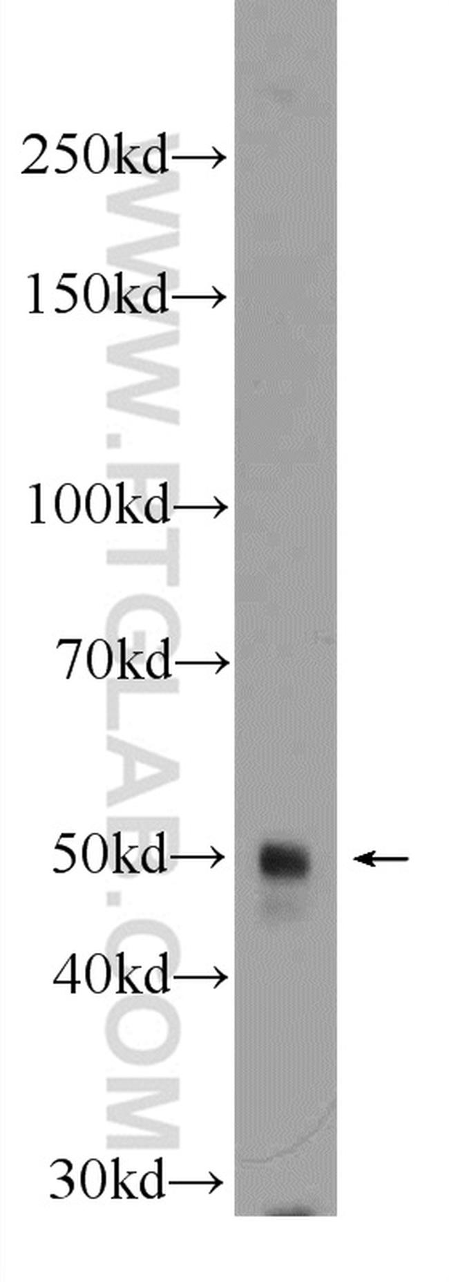 BHLHE40 Antibody in Western Blot (WB)