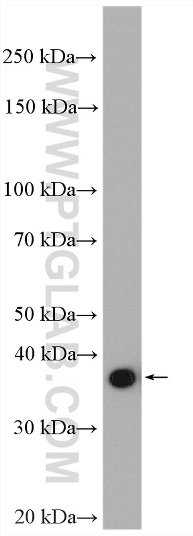 GAS1 Antibody in Western Blot (WB)