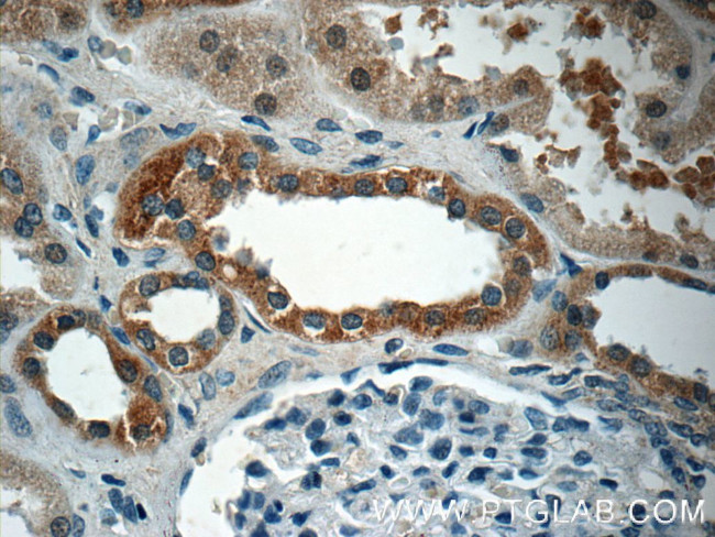 EPO Antibody in Immunohistochemistry (Paraffin) (IHC (P))